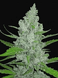 Original Sour Diesel  Auto X3-Fast Buds - Miniatura 1