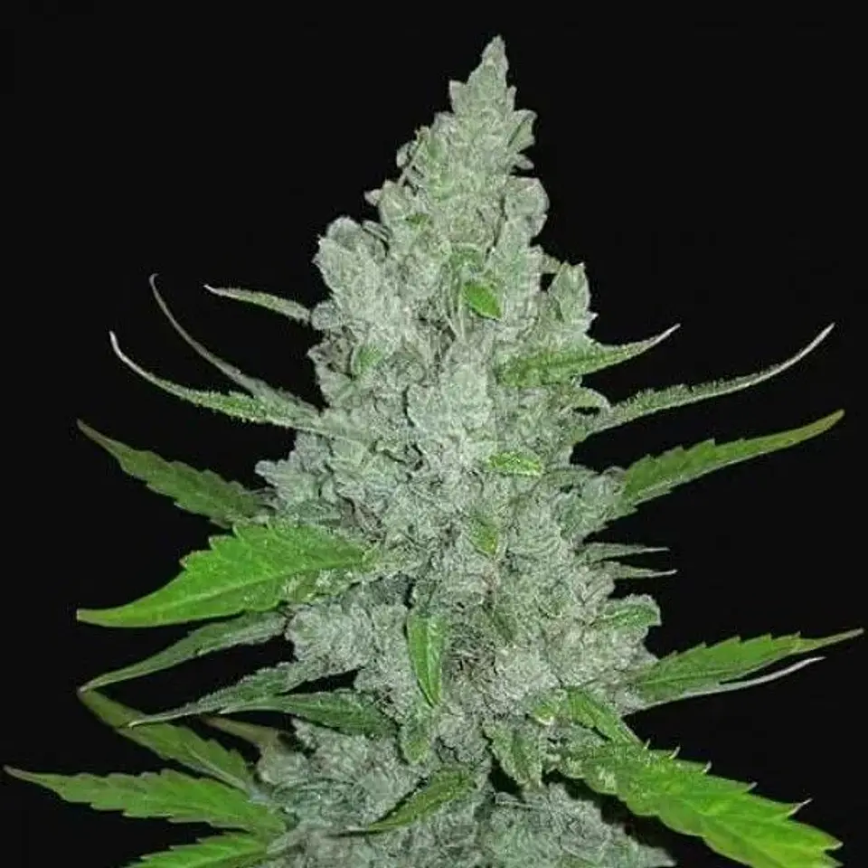 Original Sour Diesel Auto -Fast Buds (X3/X1) 1