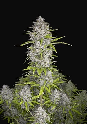 Orange Sherbet Auto -Fast Buds (X3/X1) 1