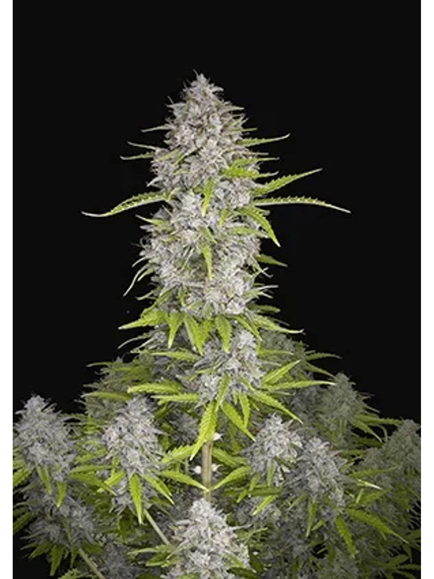 Orange Sherbet Auto -Fast Buds (X3/X1) 1