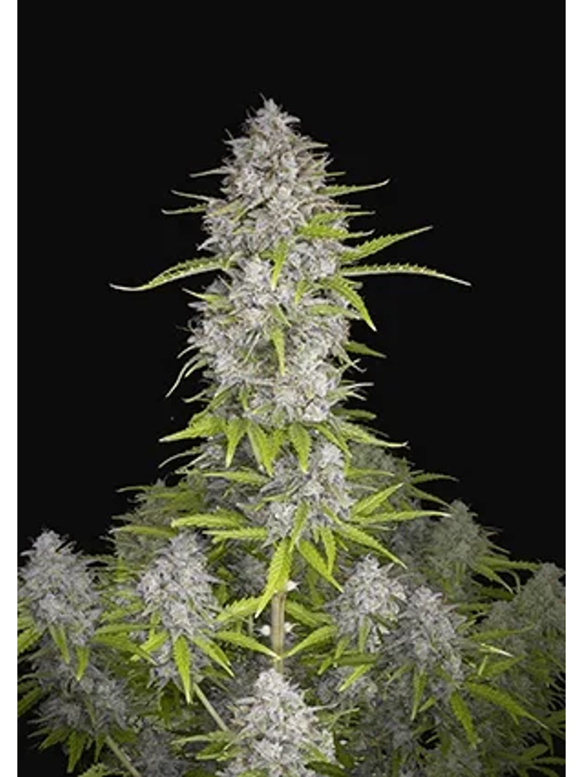 Orange Sherbet Auto -Fast Buds (X3/X1) 1