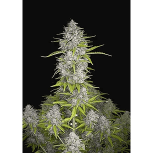 ORANGE SHERBET AUTO X3-FAST BUDS