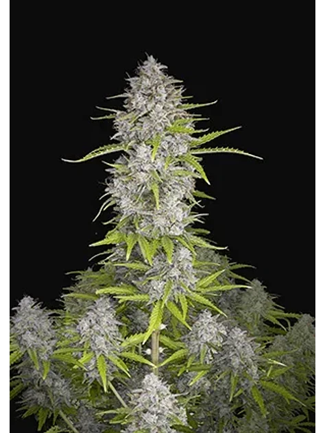 Orange Sherbet Auto -Fast Buds (X3/X1) 1