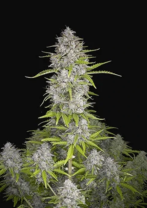 Orange Sherbet Auto -Fast Buds (X3/X1)