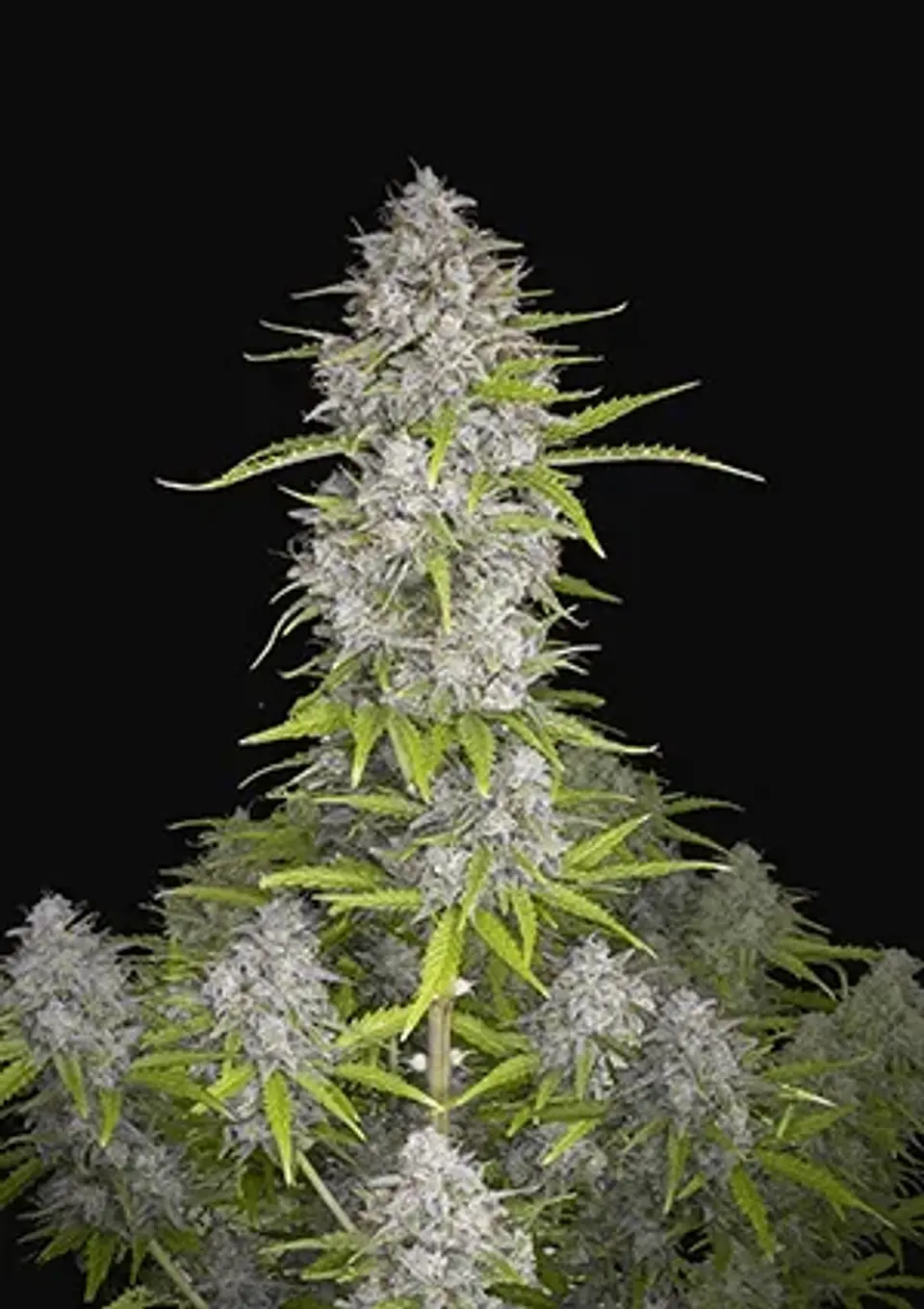 Orange Sherbet Auto -Fast Buds (X3/X1) 1