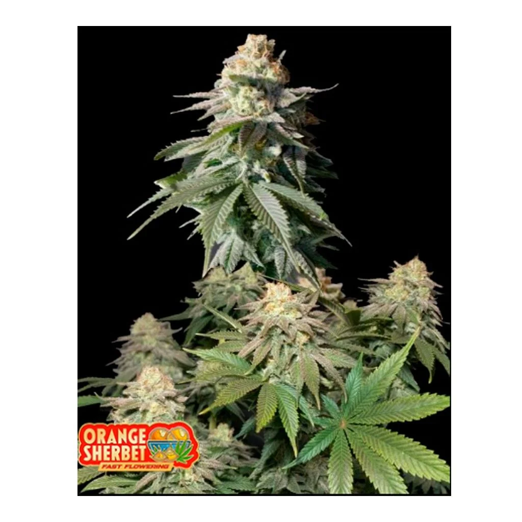 Orange Sherbet Fast Flowering Fem 3+2-Fast Buds 1