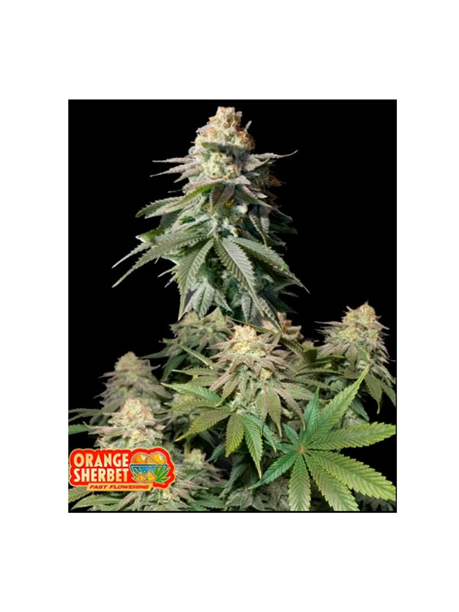 Orange Sherbet Fast Flowering Fem 3+2-Fast Buds 1