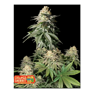 ORANGE SHERBET FAST FLOWERING FEM 3+2-FAST BUDS