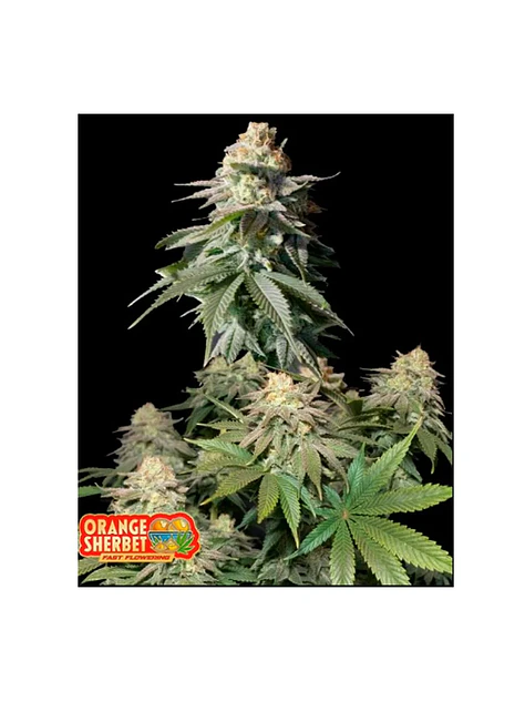 Orange Sherbet Fast Flowering Fem 3+2-Fast Buds 1