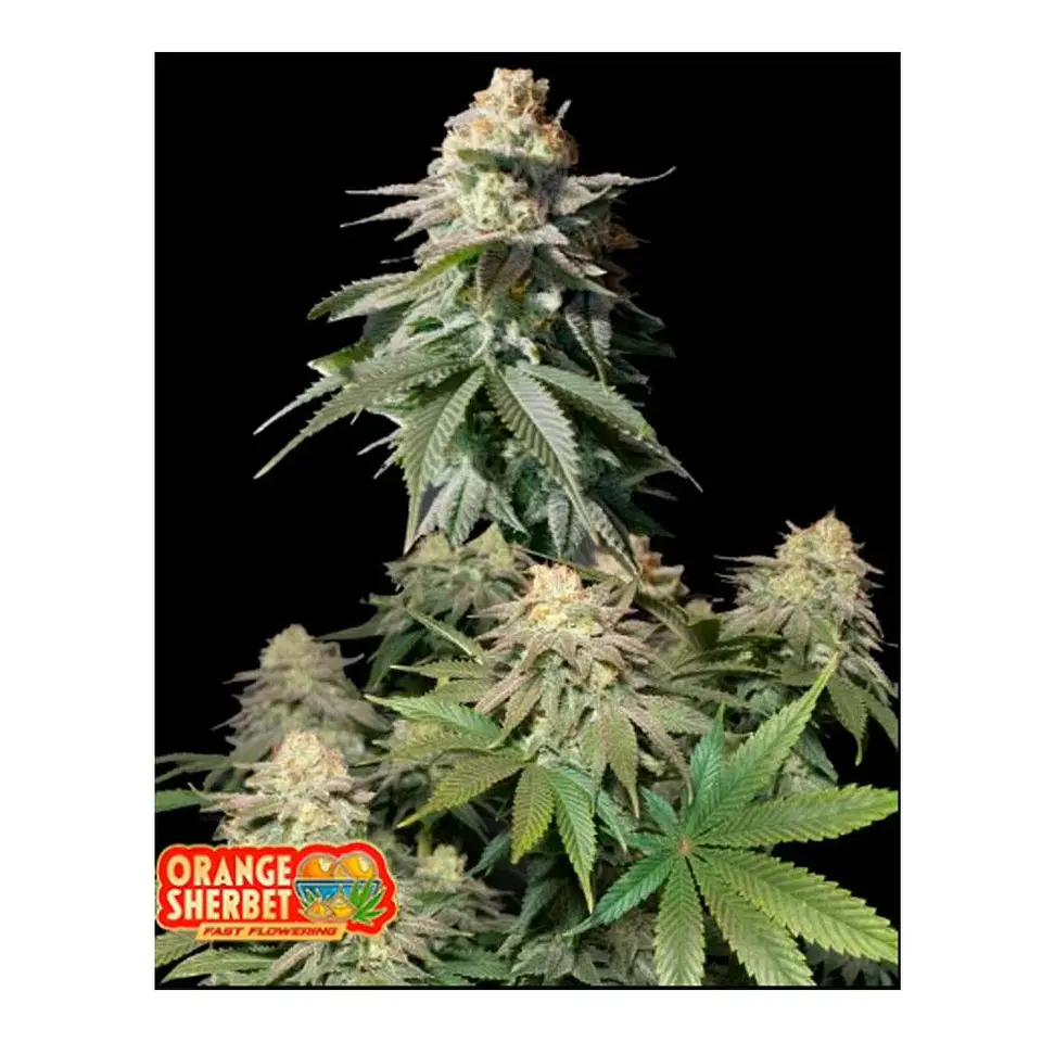 Orange Sherbet Fast Flowering Fem 3+2-Fast Buds 1