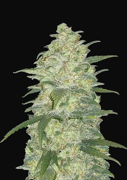 Original White Widows Auto -Fast Buds (X3/X1) 1