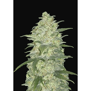 Original White Widows Auto X3-Fast Buds