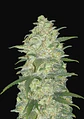 Original White Widows Auto -Fast Buds (X3/X1) - Miniatura 1
