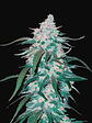 Pineapple Express Auto X1-Fast Buds - Miniatura 1