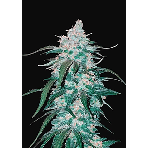 PINEAPPLE EXPRESS AUTO X3-FAST BUDS