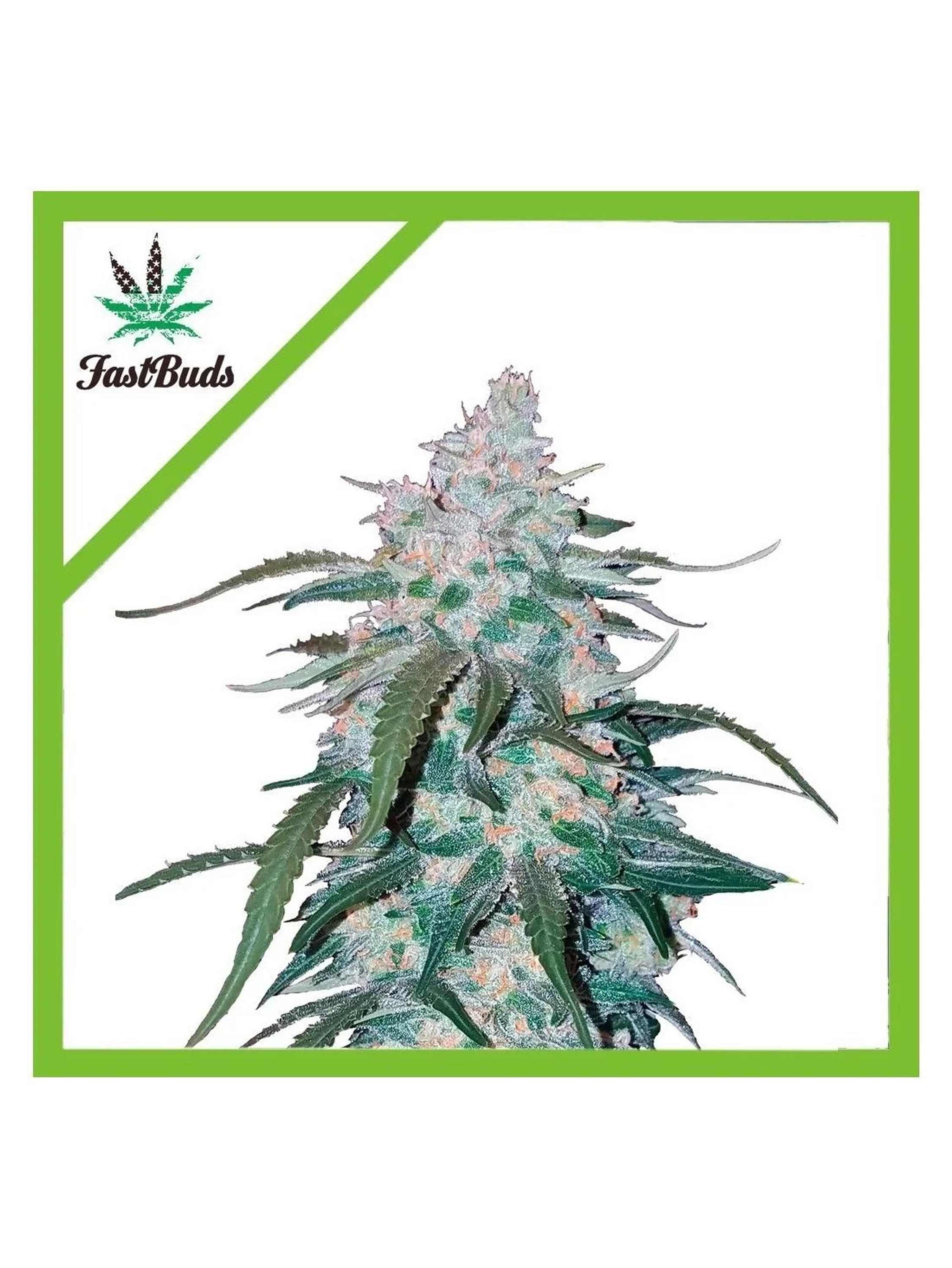 Pineapple Express Auto -Fast Buds (X5/X3/X1) 1