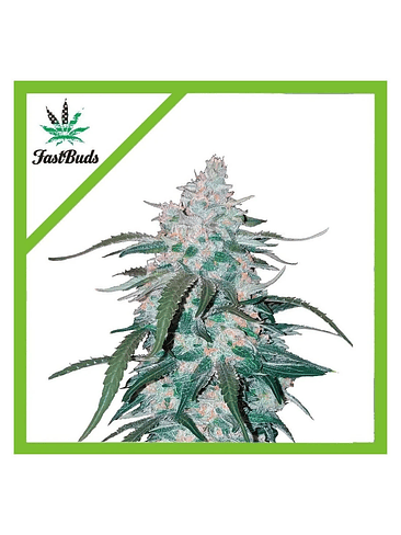 PINEAPPLE EXPRESS AUTO X5-FAST BUDS 1