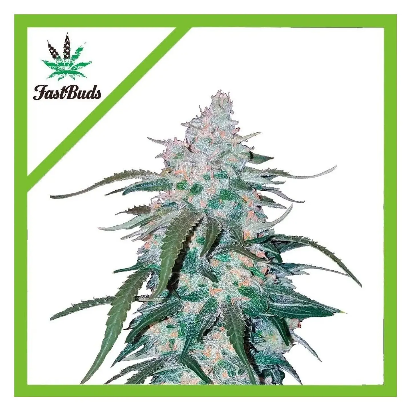 Pineapple Express Auto -Fast Buds (X5/X3/X1) 1