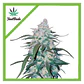 Pineapple Express Auto -Fast Buds (X5/X3/X1) - Miniatura 1