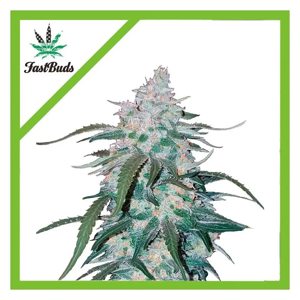 Pineapple Express Auto -Fast Buds (X5/X3/X1) 1