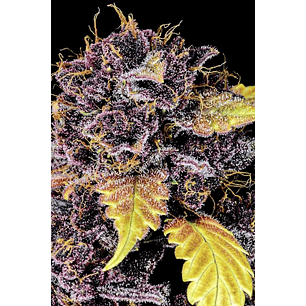 PURPLE LEMONADE  AUTO X1-FAST BUDS