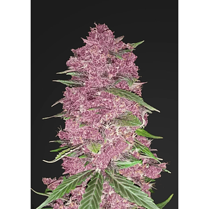 Purple Lemonade  Auto X1-Fast Buds