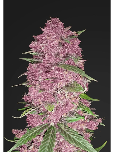 PURPLE LEMONADE  AUTO X1-FAST BUDS 2