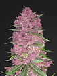 PURPLE LEMONADE  AUTO X1-FAST BUDS - Miniatura 2