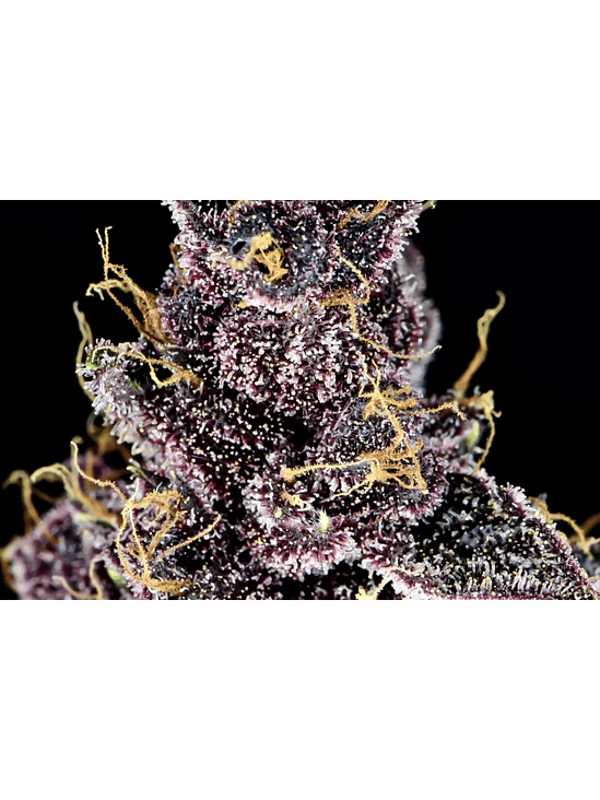 PURPLE LEMONADE  AUTO X1-FAST BUDS 3