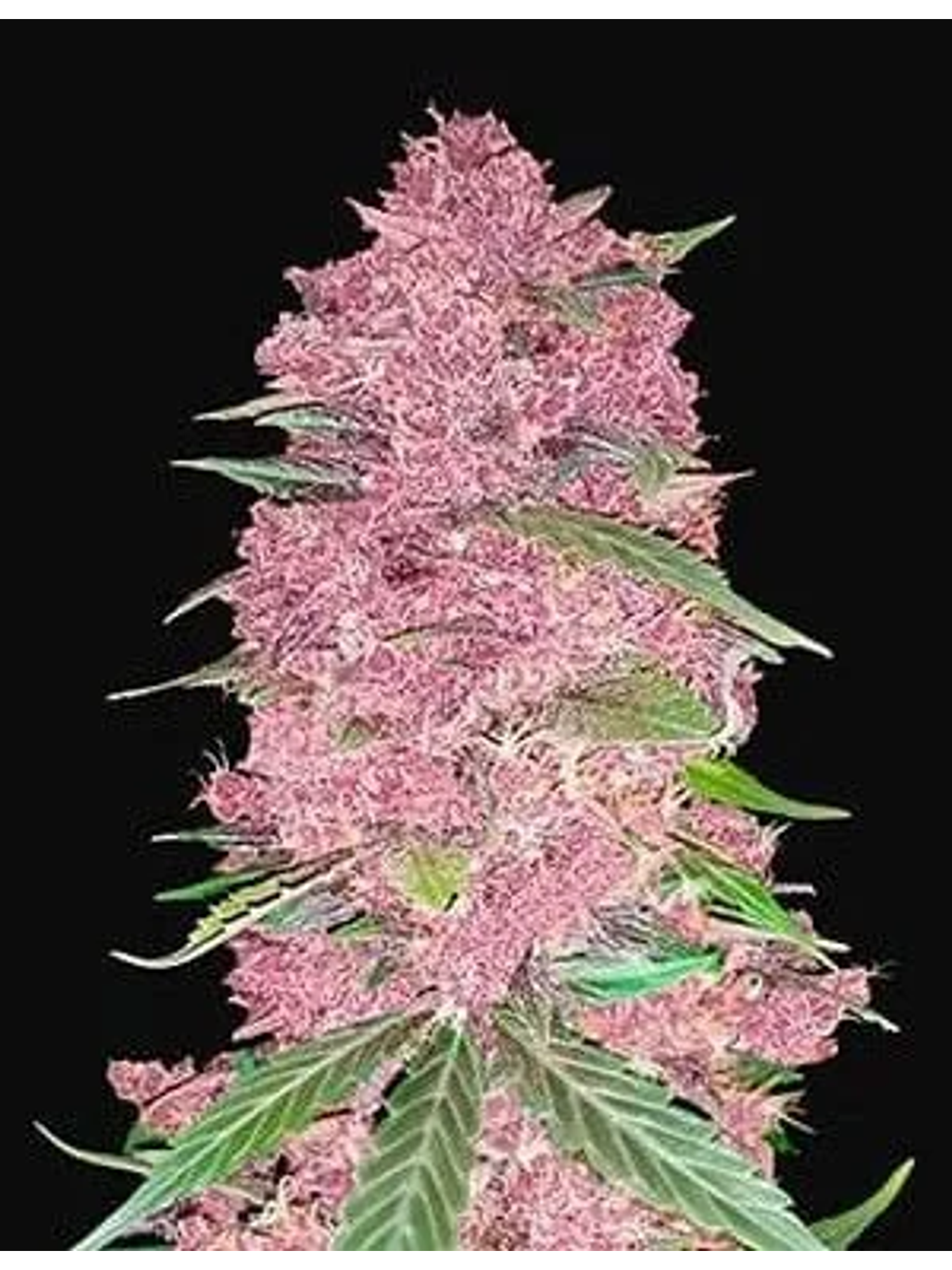 Purple Lemonade Auto -Fast Buds (X3/X1) 1