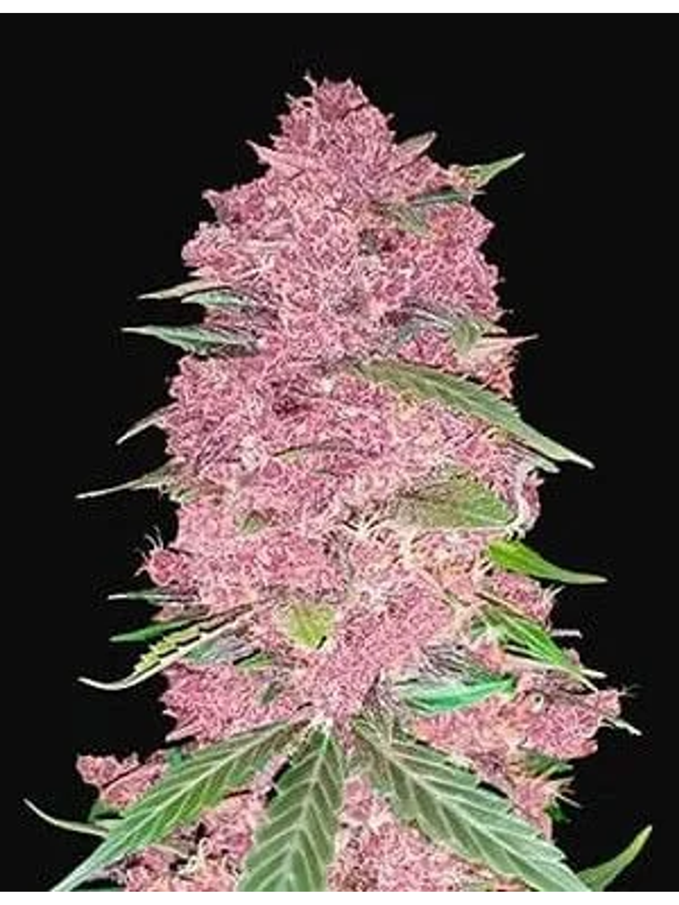 Purple Lemonade Auto -Fast Buds (X3/X1) 1