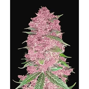 Purple Lemonade  Auto X3-Fast Buds