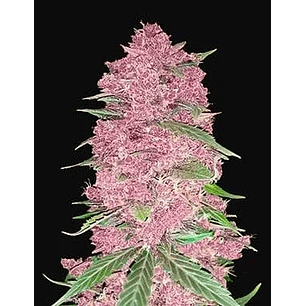 PURPLE LEMONADE  AUTO X3-FAST BUDS