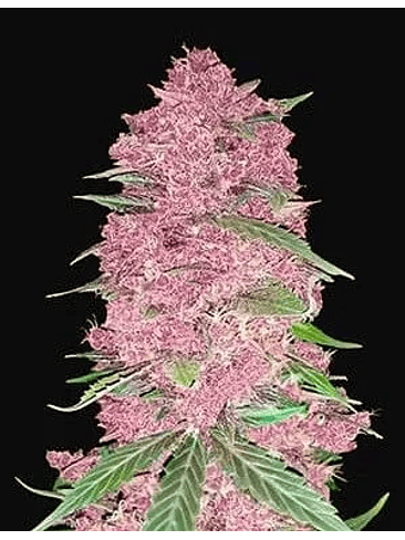 PURPLE LEMONADE  AUTO X3-FAST BUDS 1