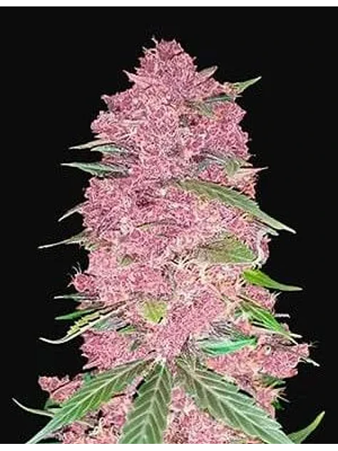 Purple Lemonade Auto -Fast Buds (X3/X1) 1