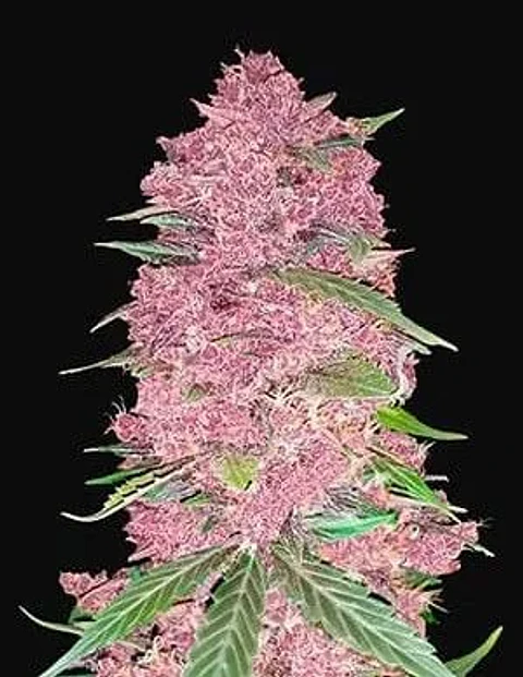 Purple Lemonade Auto -Fast Buds (X3/X1)