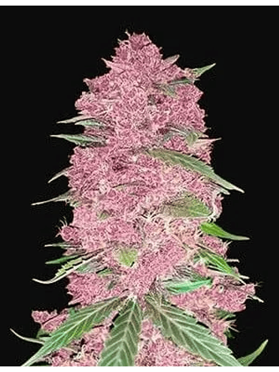 PURPLE LEMONADE  AUTO X3-FAST BUDS 1