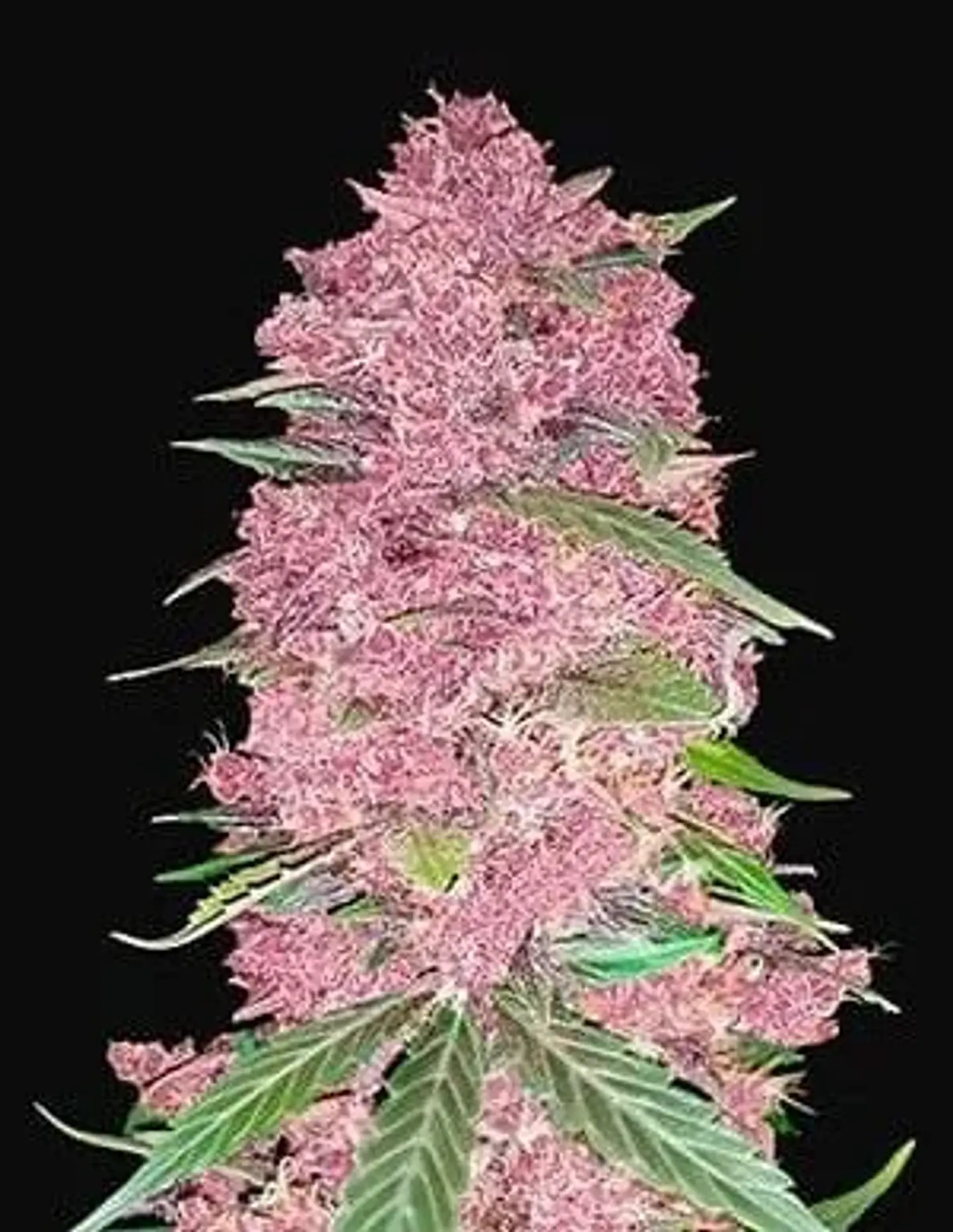 Purple Lemonade Auto -Fast Buds (X3/X1) 1
