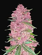 Purple Lemonade Auto -Fast Buds (X3/X1) - Miniatura 1