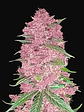 Purple Lemonade  Auto X3-Fast Buds - Miniatura 1