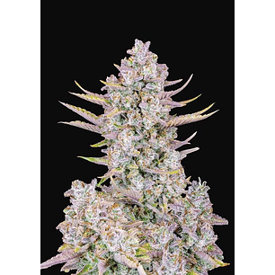 PURPLE PUNCH AUTO X1-FAST BUDS