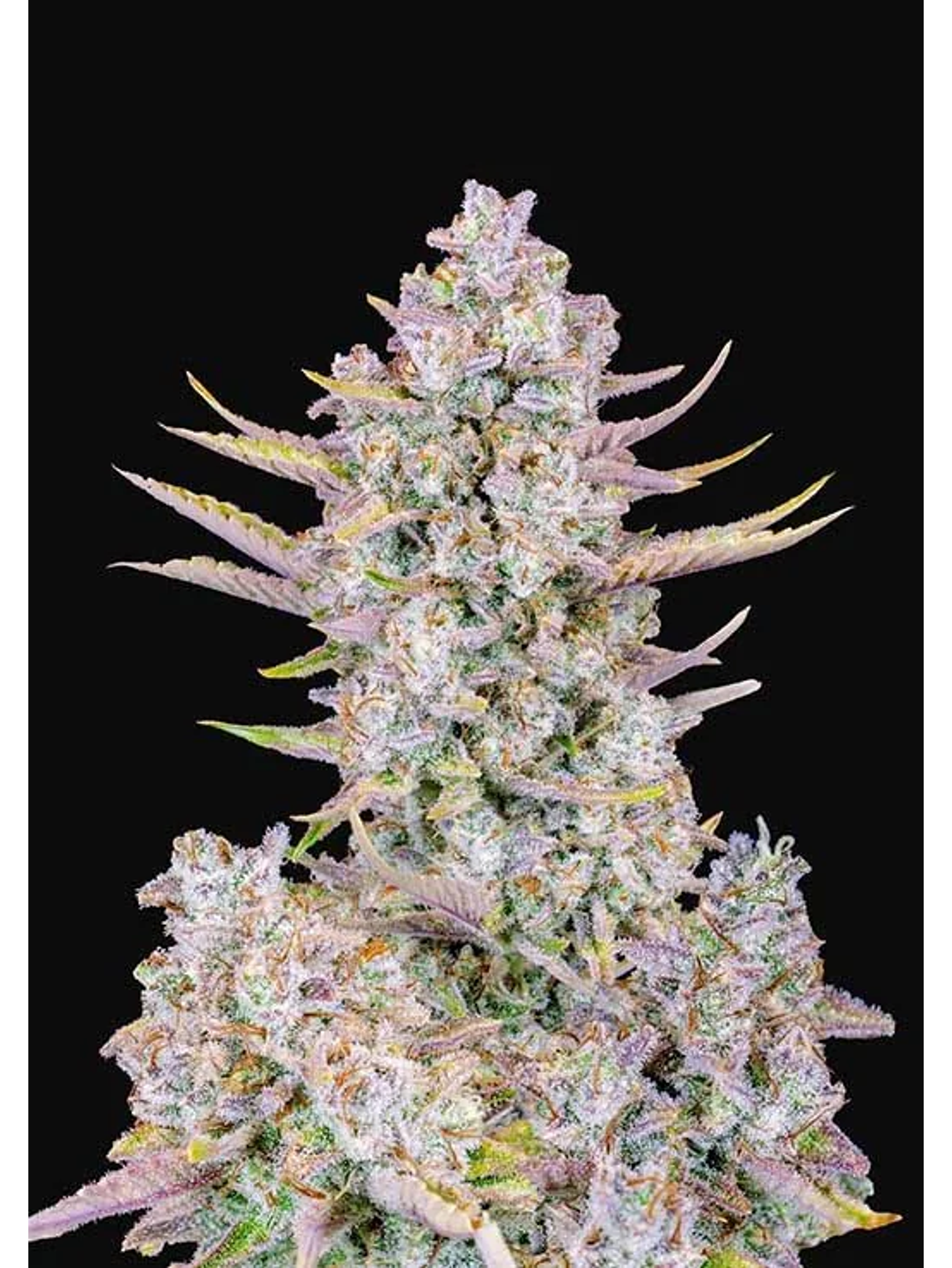 Purple Punch Auto -Fast Buds (X3/X1) 1