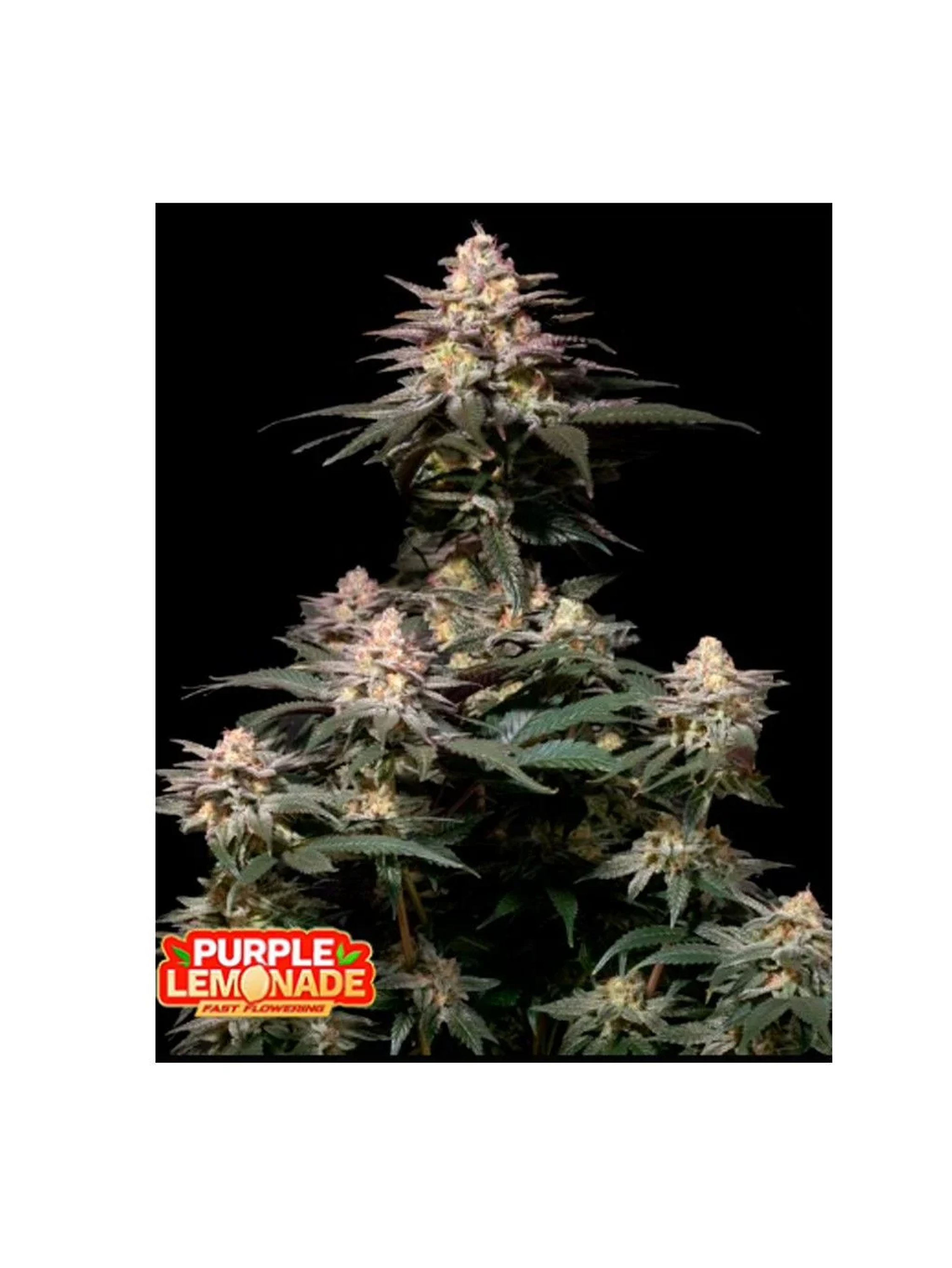 Purple Lemonade Fast Flowering Fem 3+2-Fast Buds 1