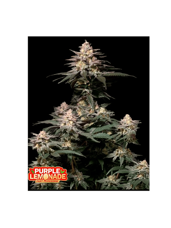 PURPLE LEMONADE FAST FLOWERING FEM 3+2-FAST BUDS 1