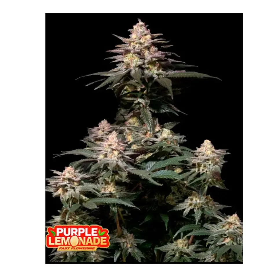Purple Lemonade Fast Flowering Fem 3+2-Fast Buds 1