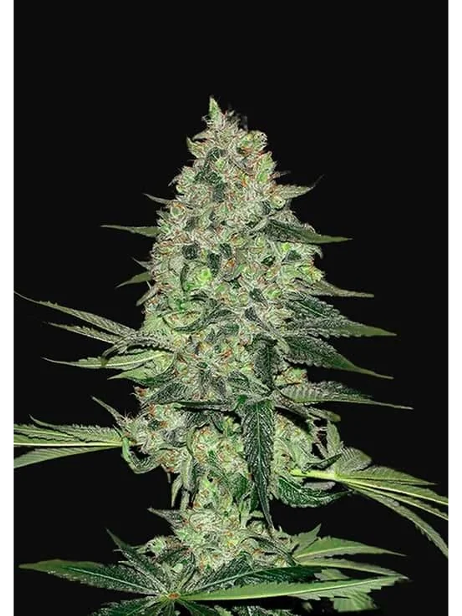 Rhino Ryder Auto -Fast Buds (X3/X1) 1