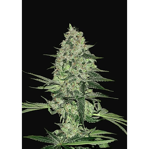 RHINO RYDER  AUTO X3-FAST BUDS