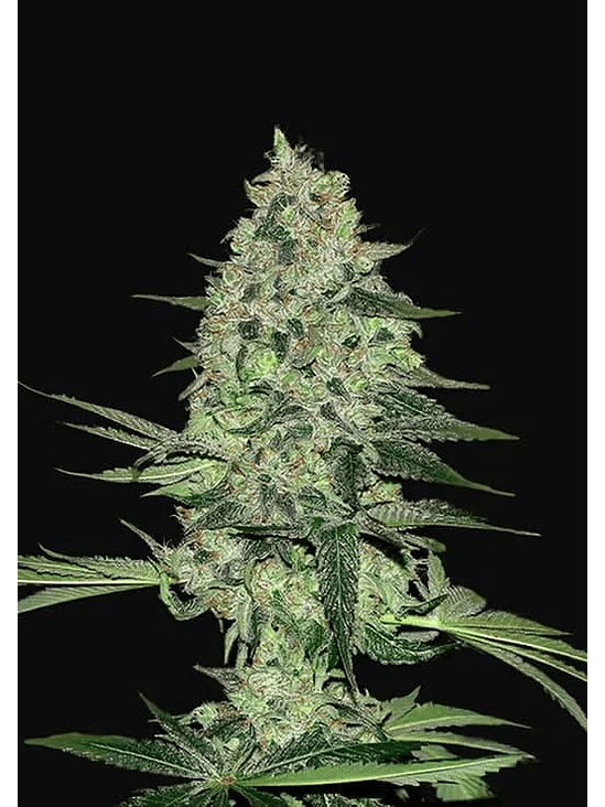 RHINO RYDER  AUTO X3-FAST BUDS 1