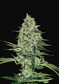 Rhino Ryder Auto -Fast Buds (X3/X1) - Miniatura 1