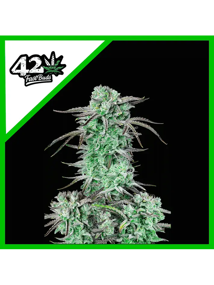 Strawberry Banana Auto -Fast Buds (X3/X1) 1